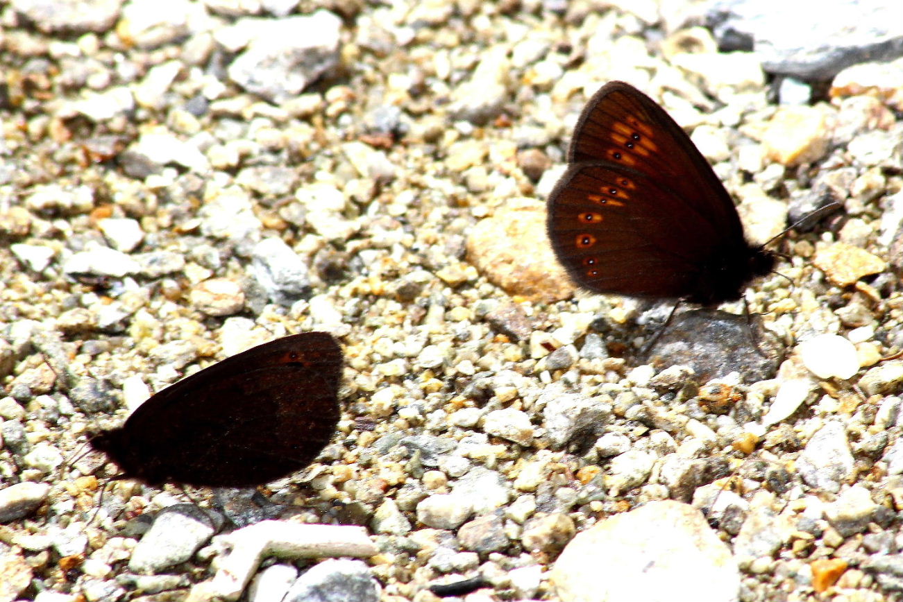 Erebia albergana